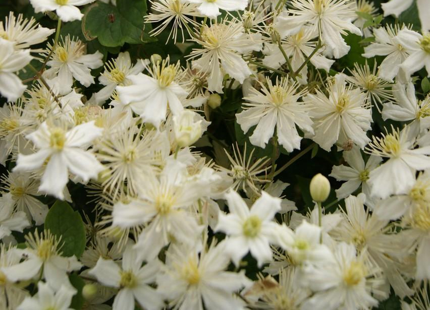 Clematis vitalba 'Paul Farges'