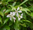 Trachelospermum jasminoides