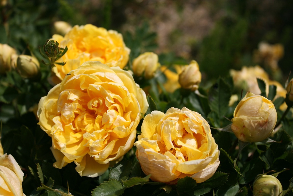 R. foetida 'Persian Yellow'