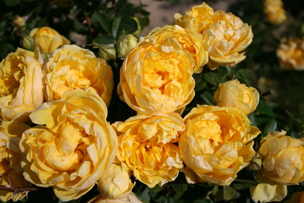 R. foetida 'Persian Yellow'