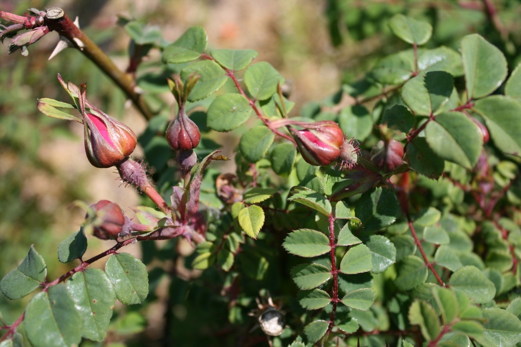 R. moyesii 'Fargesii'