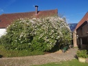 Paul's Himalayan Musk