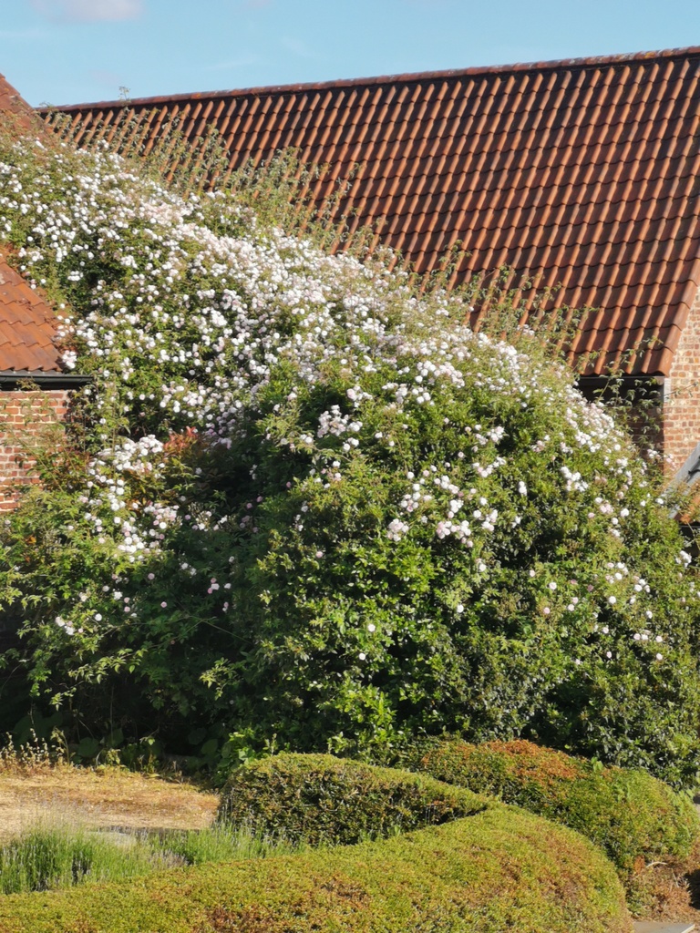 Paul's Himalayan Musk