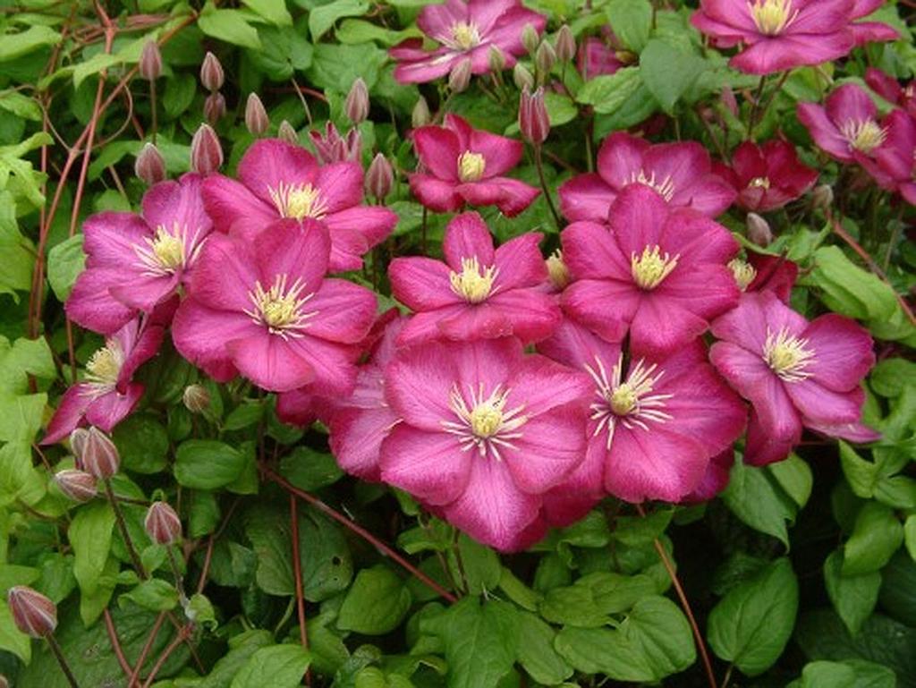 Clematis hybride 'Ville de Lyon'