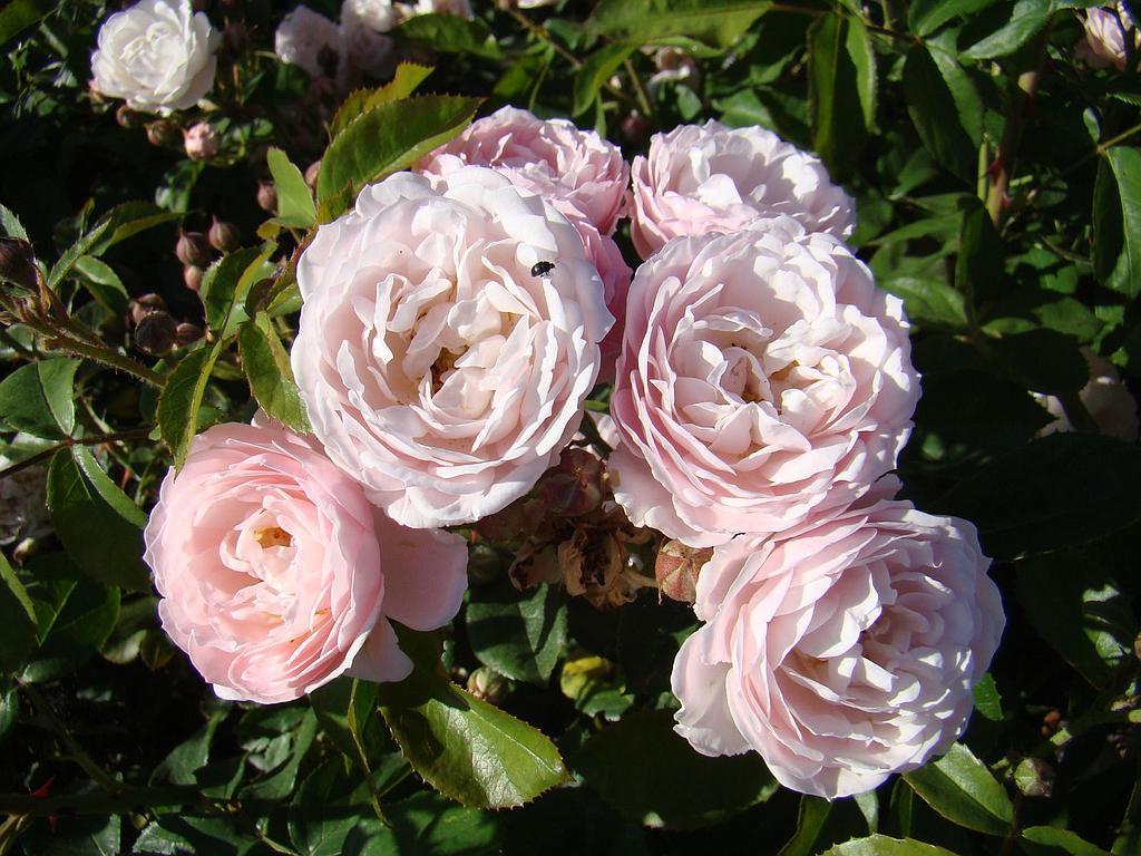 Rose de la Petite Chabotte