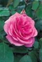 Gertrude Jekyll