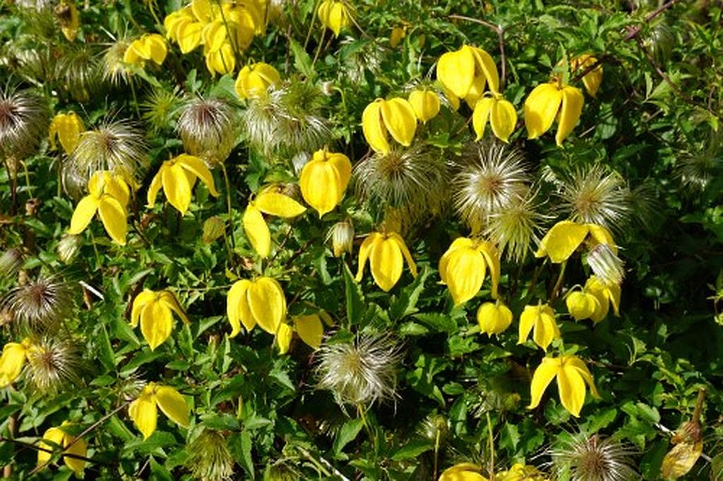 Clematis tangutica 'Lambton Park'