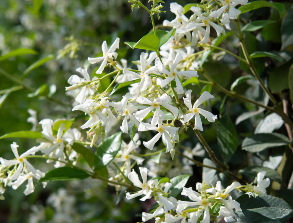 Trachelospermum jasminoides