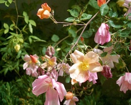 Mutabilis