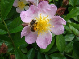 R. multiflora adenochaeta