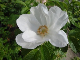 R. rugosa var. alba