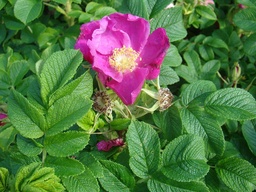 R. rugosa var. rubra