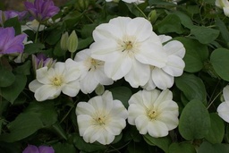 Clematis 'Guernsey Cream'