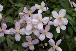 Clematis montana 'Rubens'