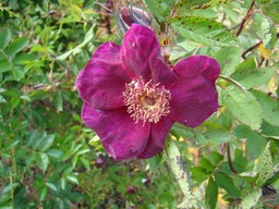 Basye's Purple Rose