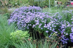 Aster dumosus 'Prof. Anton Kippenberg'