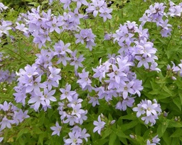 Campanula lactiflora 'Senior'