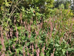 Persicaria amplexicaulis 'Pink Elephant'