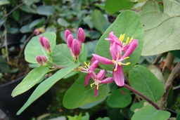 Lonicera tatarica 'Hack's Red'