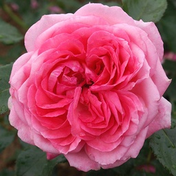 La Rose de Molinard®