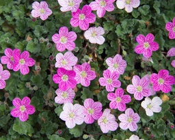 Erodium variabile 'Bishop's Form'