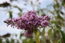 Buddleja davidii 'Dartmoor'