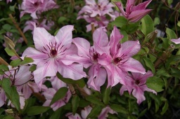 Clematis hybride 'Isabella'